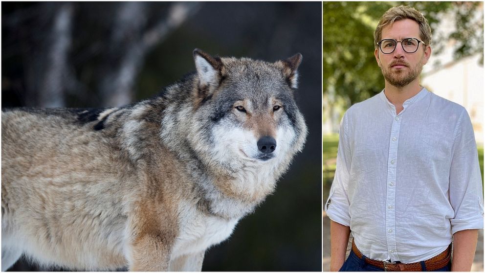Risk för konflikter med nytt revir i Östergötland: ”vargarna är lite ...