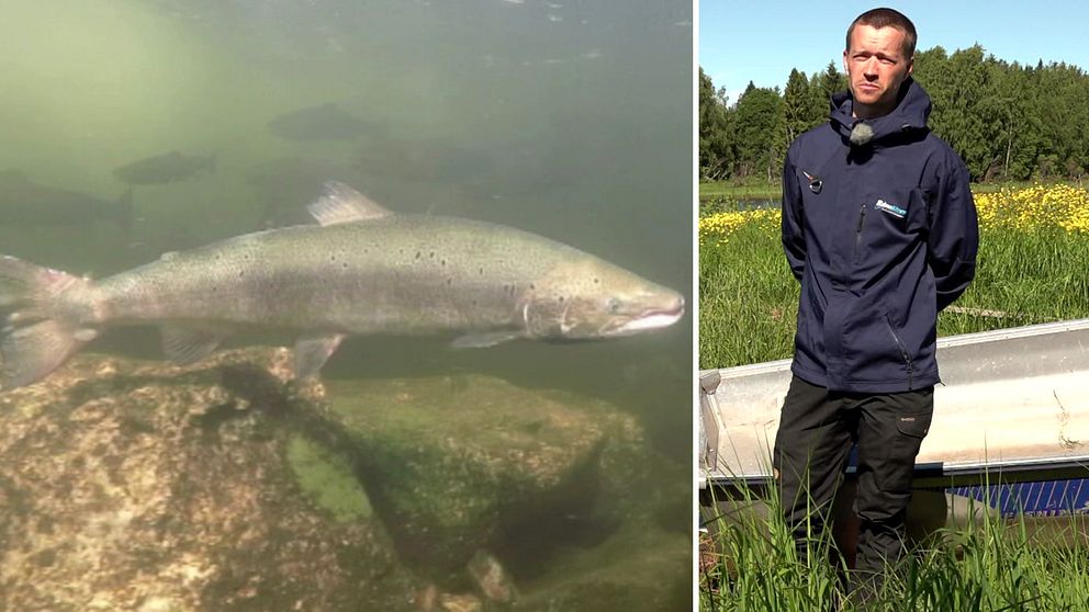 Sven Norman är besvärad över laxbeståndet i Råneälven.