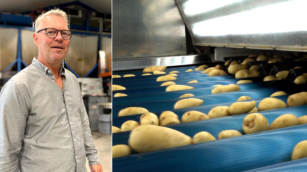 Två bilder. På ena sidan står en man i en fabrik. På andra sidan rullar ett band med potatis.
