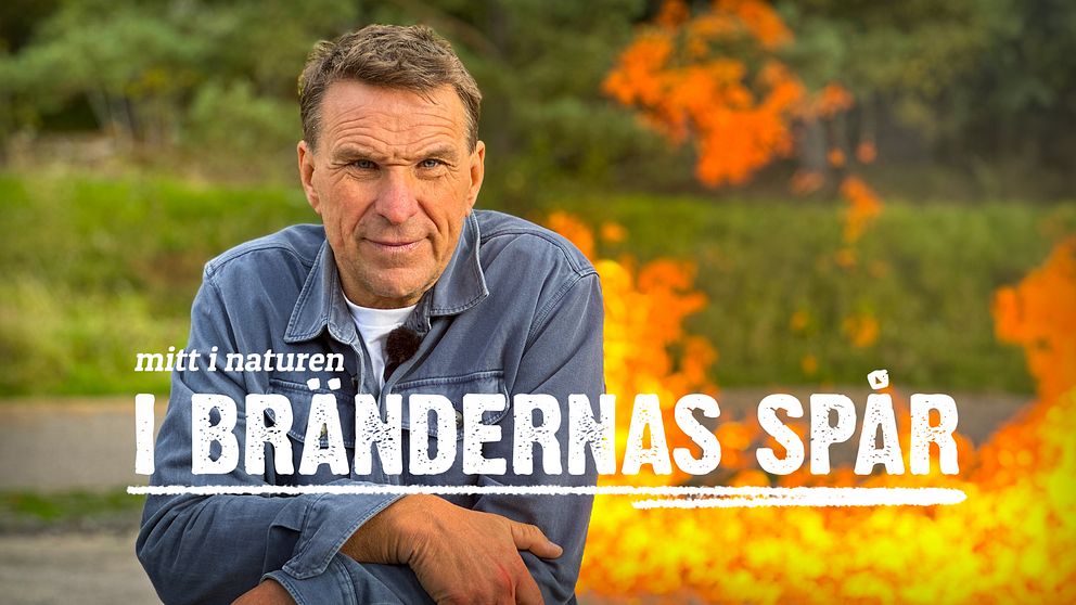 Keyart Anders Lundin Mitt i naturen – i brändernas spår