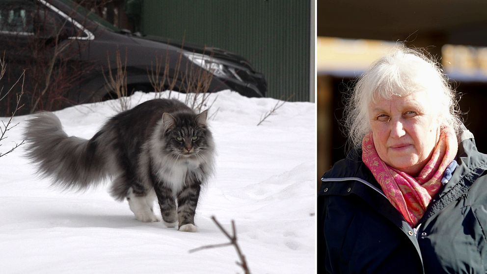 Norsk skogskatt som går på snö samt porträtt av kvinna