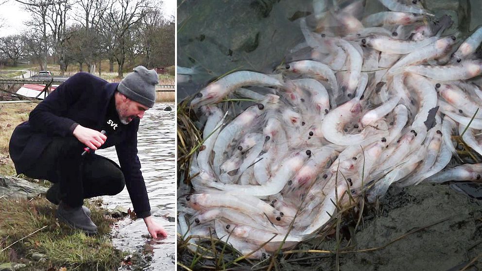 Miljontals döda lysräkor i en vik utanför Uddevalla, SVT:s reporter man med svart rock och grå mössa sitter på huk vid stranden i Skredsvik och stoppar ned handen i vattnet