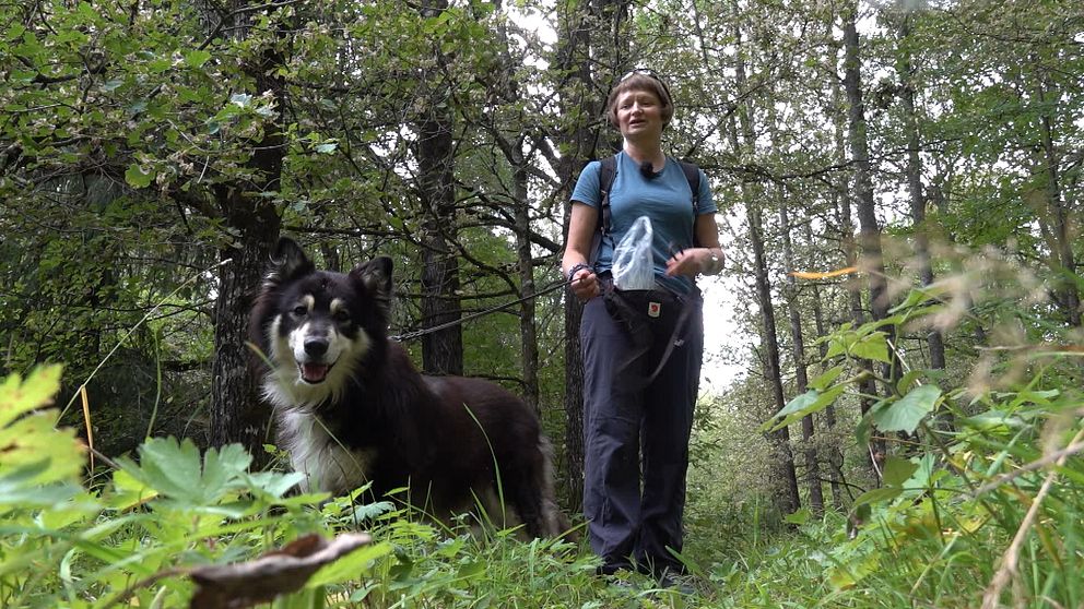 Hunden Bamse spanar på något i skogen tillsammans med sin matte Tatiana Khudyakova.