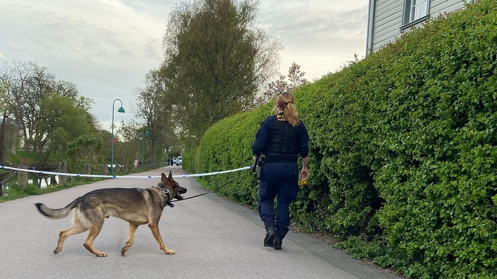 Polis med hund söker av område längs ett avspärrat gångstråk vid grön häck.