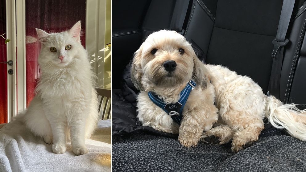 Tvådelad bild på en vit katt och en beige hund