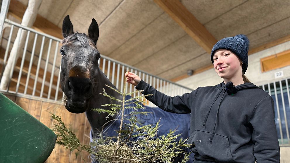 Hästen Corolla med sin ägare Rakel Strandén i Umeå som ger hästen en julgran att tugga på