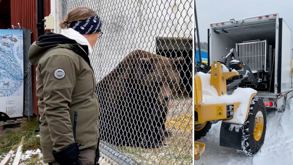 Delad bild – till vänster en bild på en person i grön jacka som står på andra staketet av en brun björn, till höger en bild på en lastbil som sätter in en bur i en lastbil.
