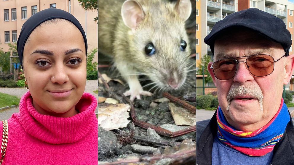 Råttorna överger landsbygden för Gävle – 18 000 avlivade i länet | SVT ...