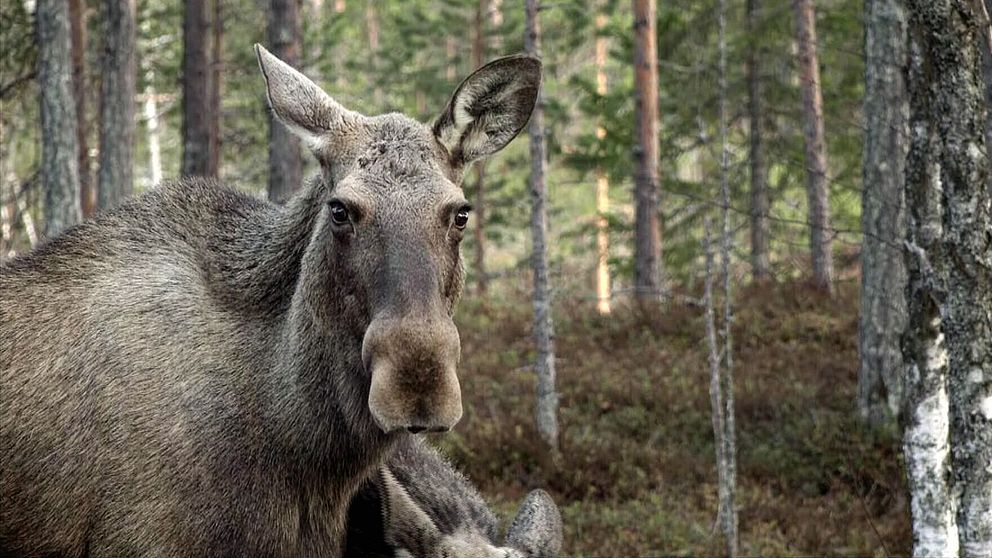 En älg står i en höstskog