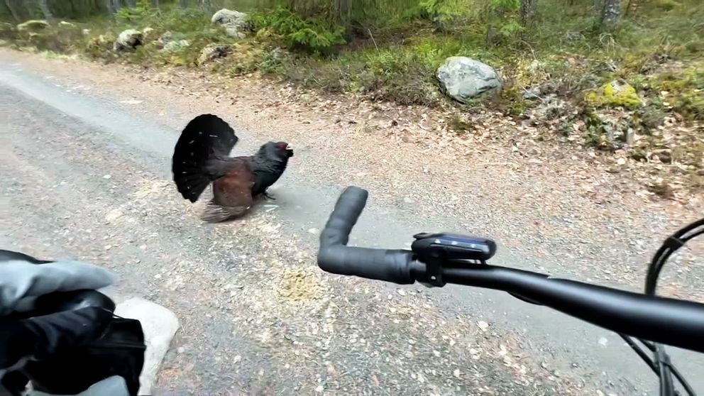 en tjäder och en cyklist på en grusväg i skogen