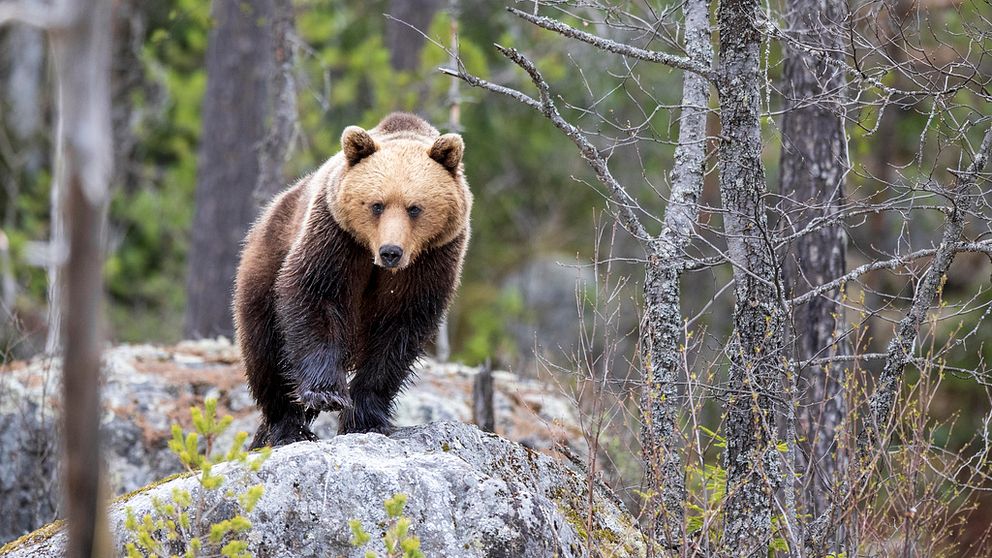 En brunbjörn går på en sten i skogen.