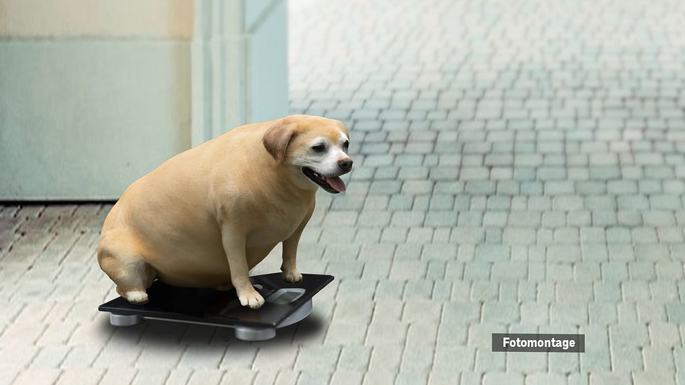 Fotomontage på en kraftigt överviktig hund som sitter på en våg.