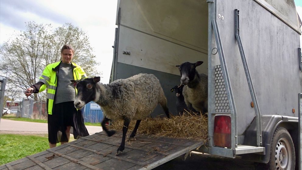 En person lastar ur får ur en transporttrailer på en gräsmatta.