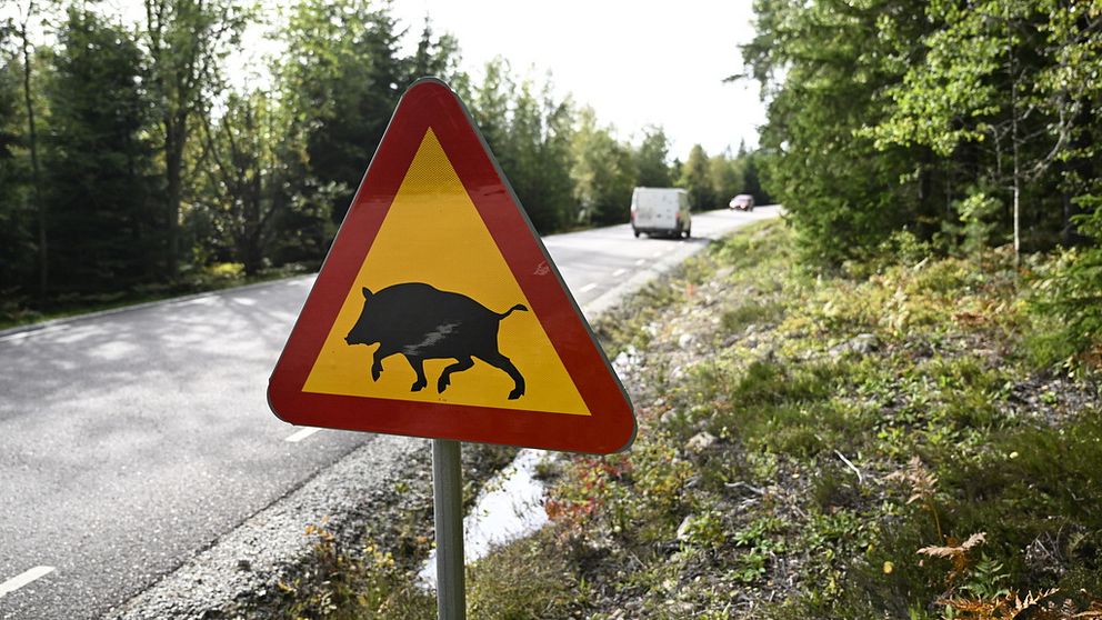 Varningsskylt för vildsvin.