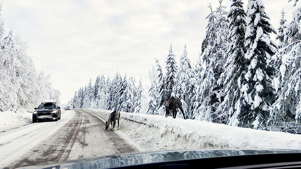 Viltolyckorna ökar i Norrbotten, på bilden syns vilt på väg.