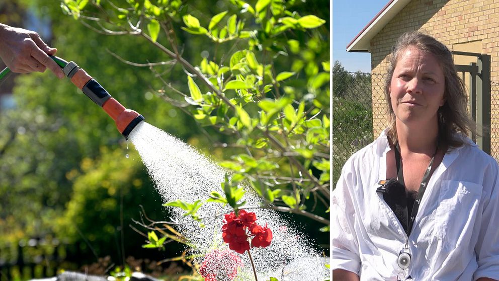 Vattenslang med munstycke som vattnar blomma, kvinna som står och blir intervjuad.