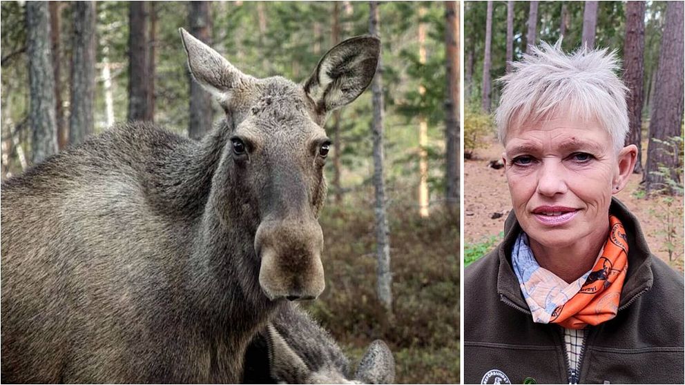 Älg och Sofia Stenbakken från Jägareförbundet Östergötland