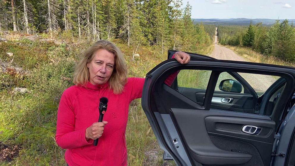 SVT Gävleborgs reporter vid bil på grusväg i bärskogen i Losområdet