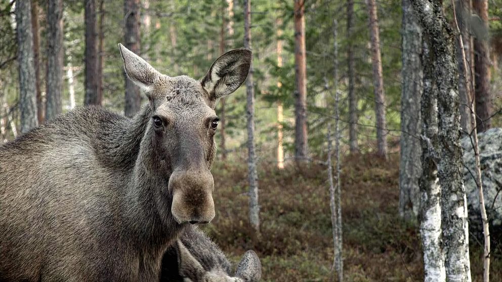 En bild på en älg som står i en skog och tittar rakt fram.