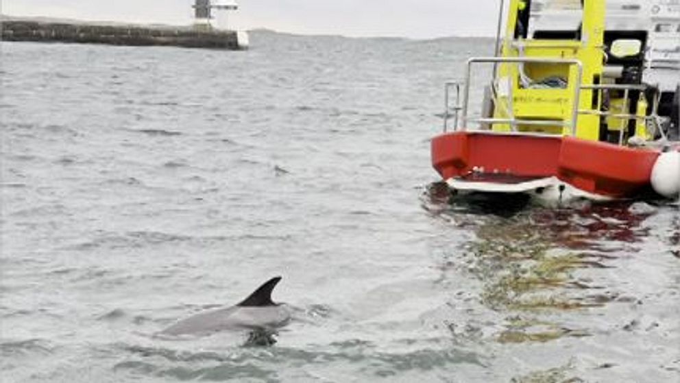 En delfin simmar nära en forskningsbåt som ligger till svaj i vattnet. Bakgrunden visar en hamnanläggning med en fyr och grå himmel.