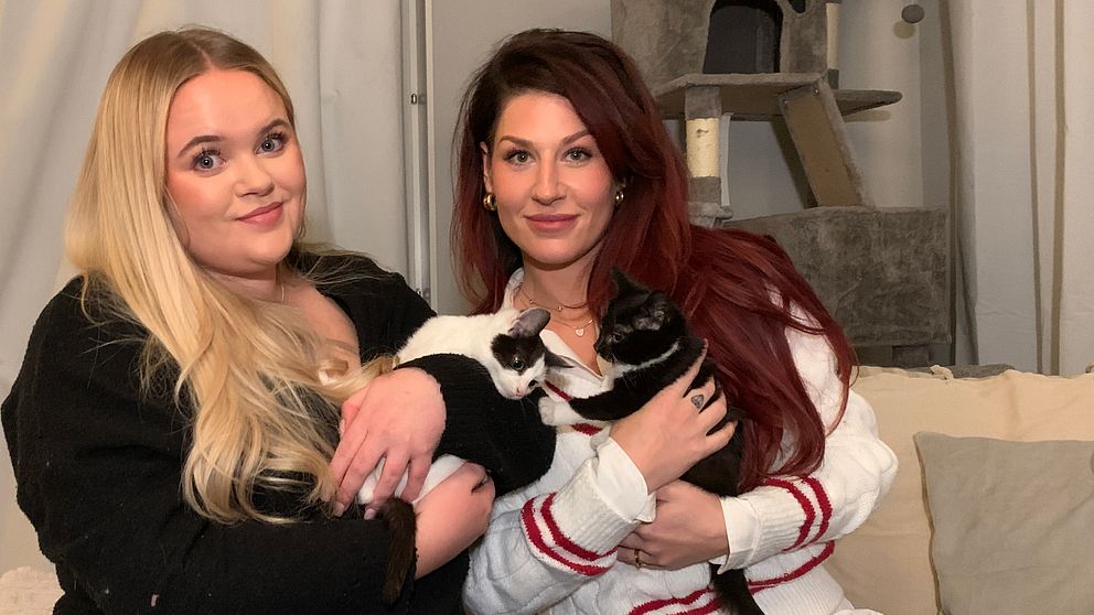 Två personer sitter i en soffa med fönster i bakgrunden, och håller i fyra katter. En katt i svart och vit och en annan i grå och vit. Rummet har en lugn atmosfär med mjuka färger och en kattklätterställning syns i bakgrunden.