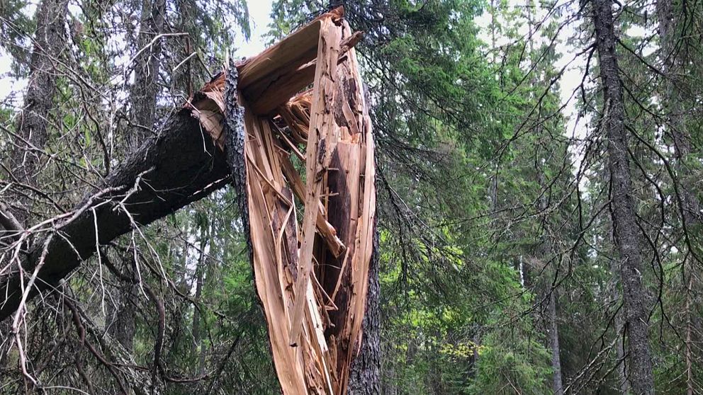 Ett träd i skogen som är knäckt på mitten.