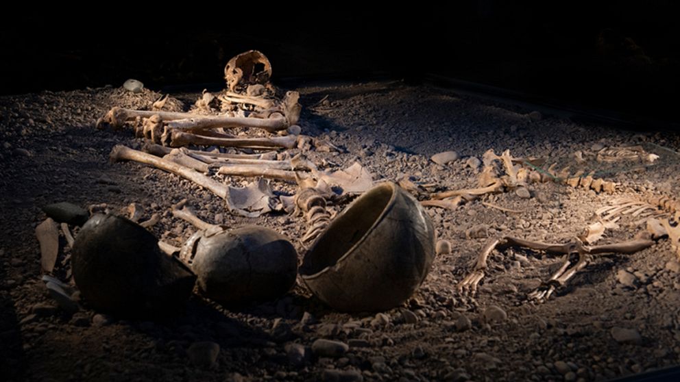 skelett i Bergsgraven Östergötlands museum