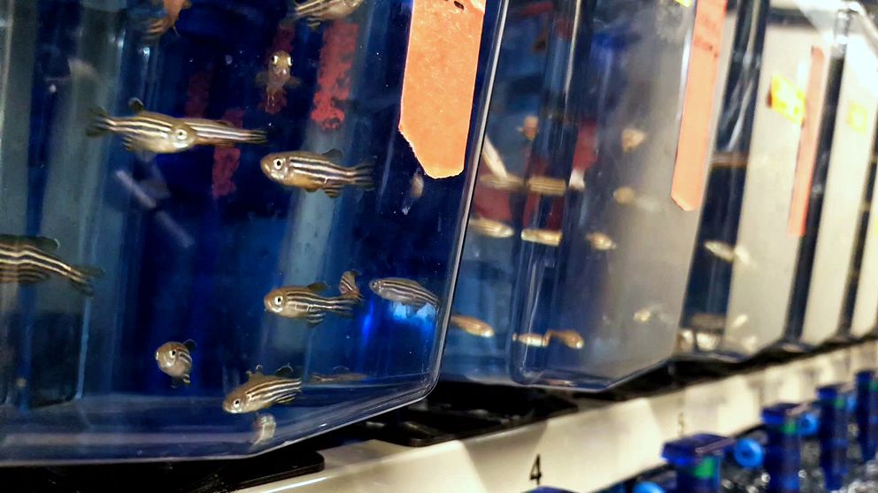Uppsala universitet ska utveckla cancerforskningen med hjälp av zebrafiskar