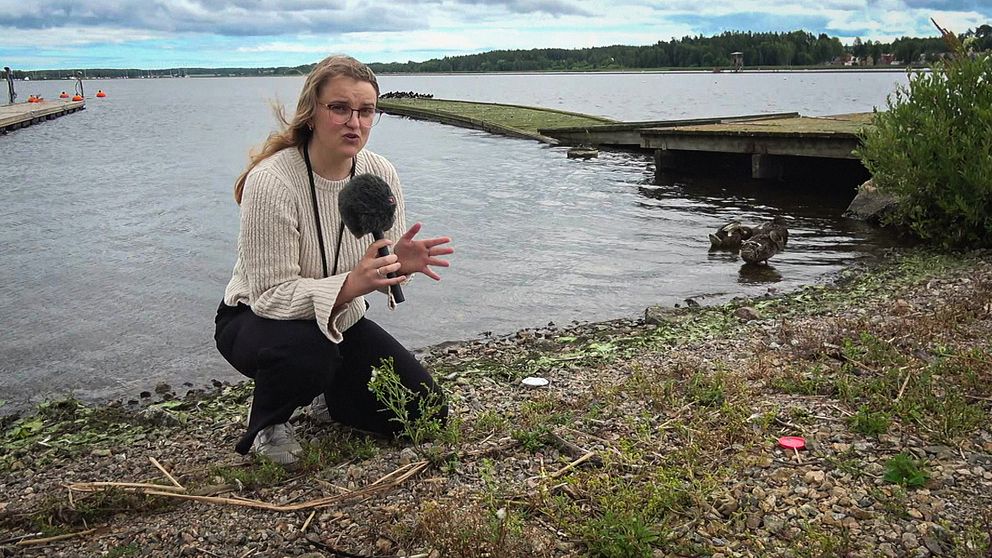 SVT:s reporter Erika Landt vid Nyköpingsån.