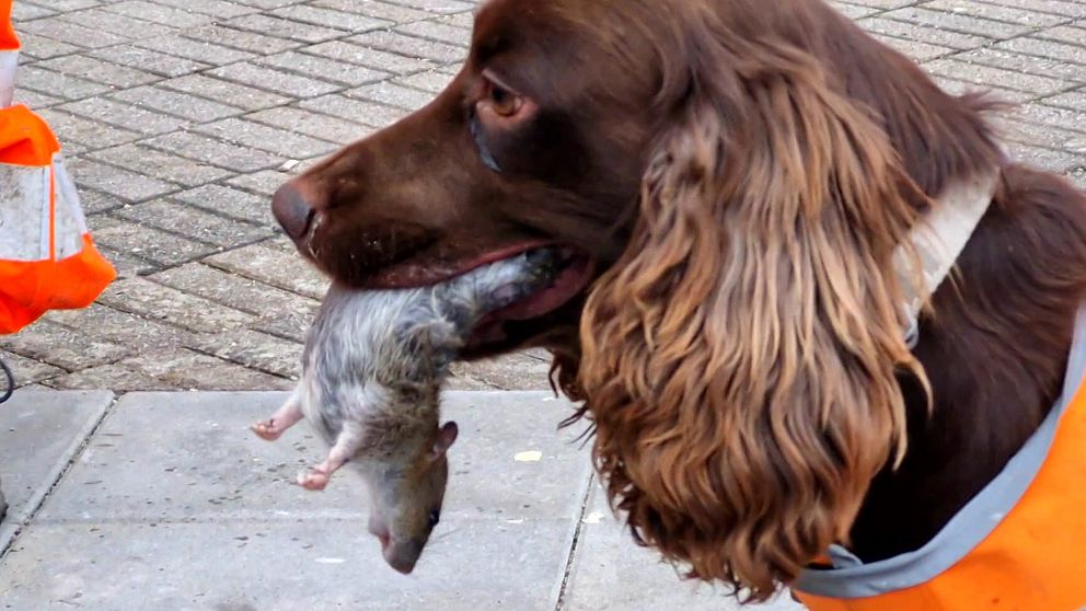 En hund står med en råtta i munnen