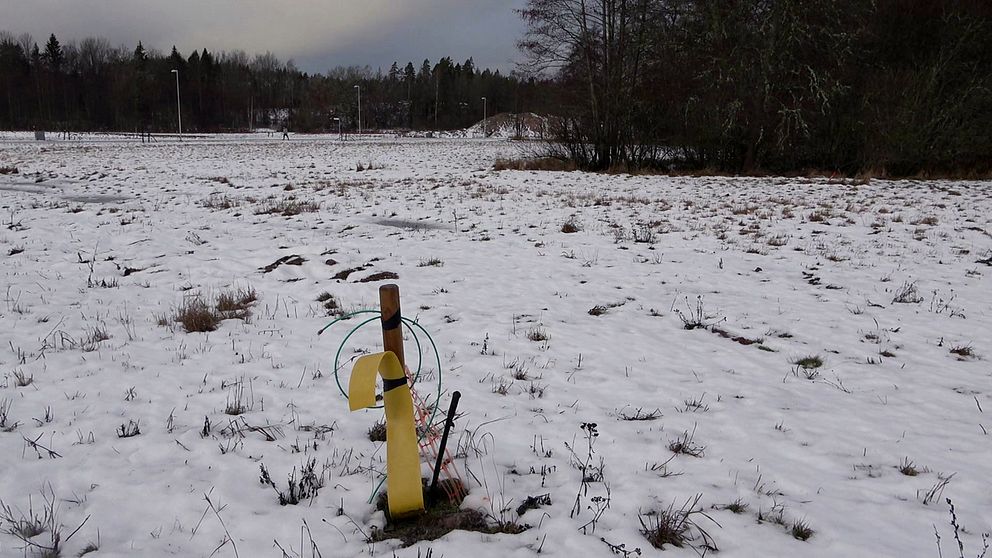 En ensam gul synlig markering i en snötäckt äng med sparsamt med växtlighet. Bakgrunden visar en skog och en grå himmel.