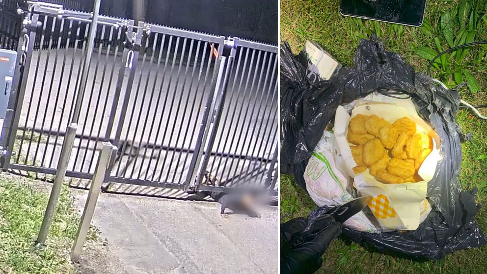 Man kryper under fängelsegrind, kycklingnuggets i en påse