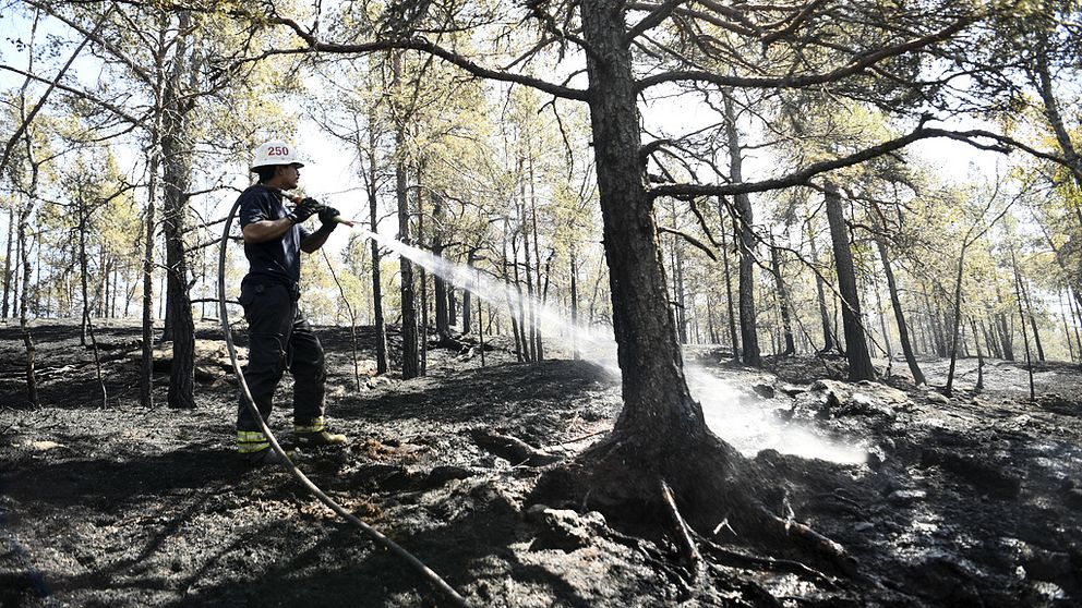 Brandman bekämpar skogsbrand.