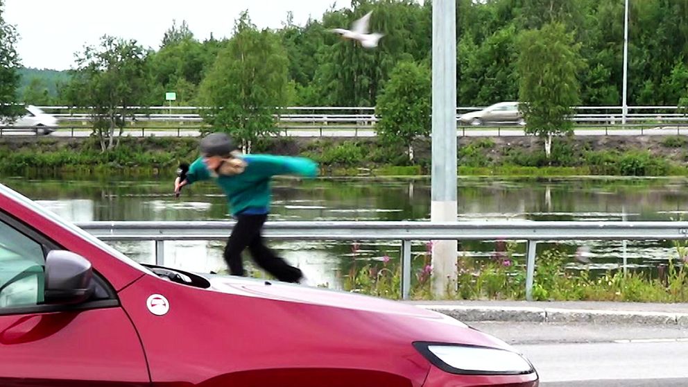 SVT:s reporter Anna Wallbrandt flyr när fågeln går till attack vid busshållplatsen i Luleå.