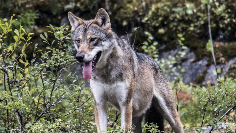 Arkivbild på varg som inte tillhör det aktuella vargreviret på Söderåsen