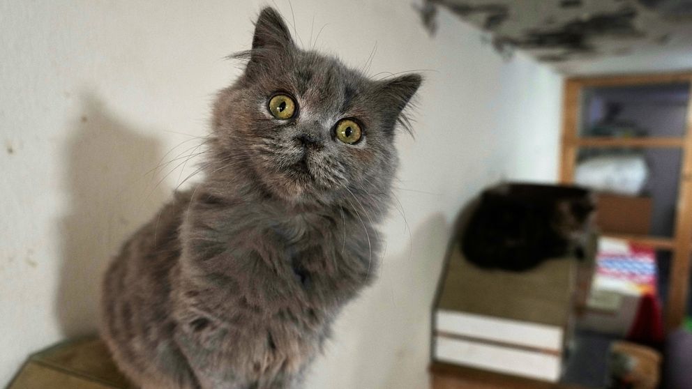 Kalmar län älskar katter – näst kattätaste länet i landet | SVT Nyheter