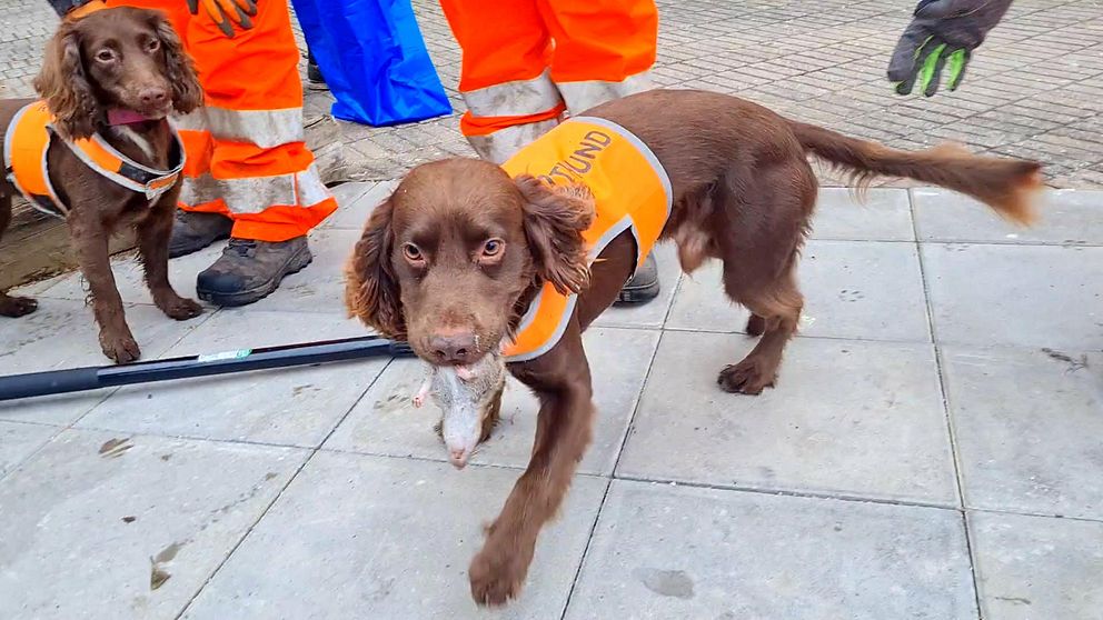 Jaktcockerspanieln Japp stoltserar med nyfångad råtta.