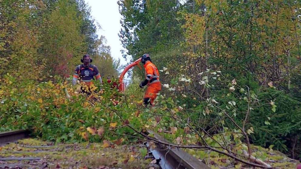 Två män röjer på ett järnvägsspår. Träd. grenar och löv i förgrunden.