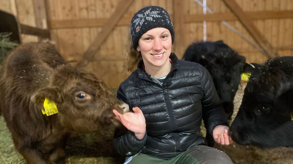 En person sitter på halm i en ladugård och interagerar med flera kalvar. En yngre kalv når fram med nosen mot personens hand, medan andra kalvar står nära. Bakgrunden visar en trästruktur av ladugården.