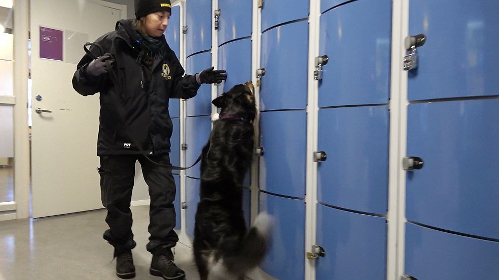 En person står i en korridor bredvid en rad blåa förvaringsskåp, och en hund hoppar mot skåpen. Personen bär en mörk jacka och har en radio på axeln, och hunden verkar vara tränad för sökarbete.