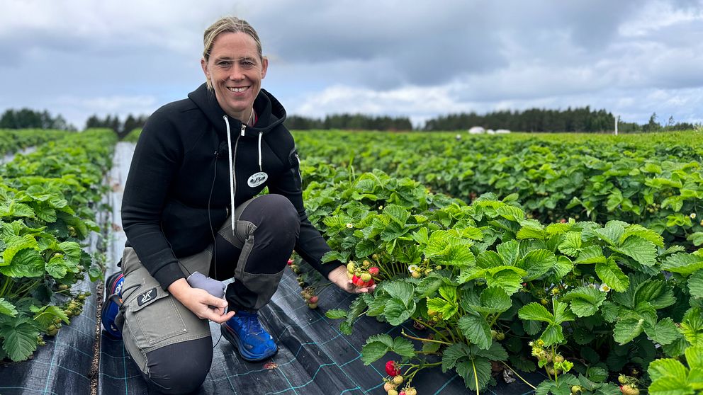 Johanna Larsson sitter i jordgubbslandet och håller i mogna bär.