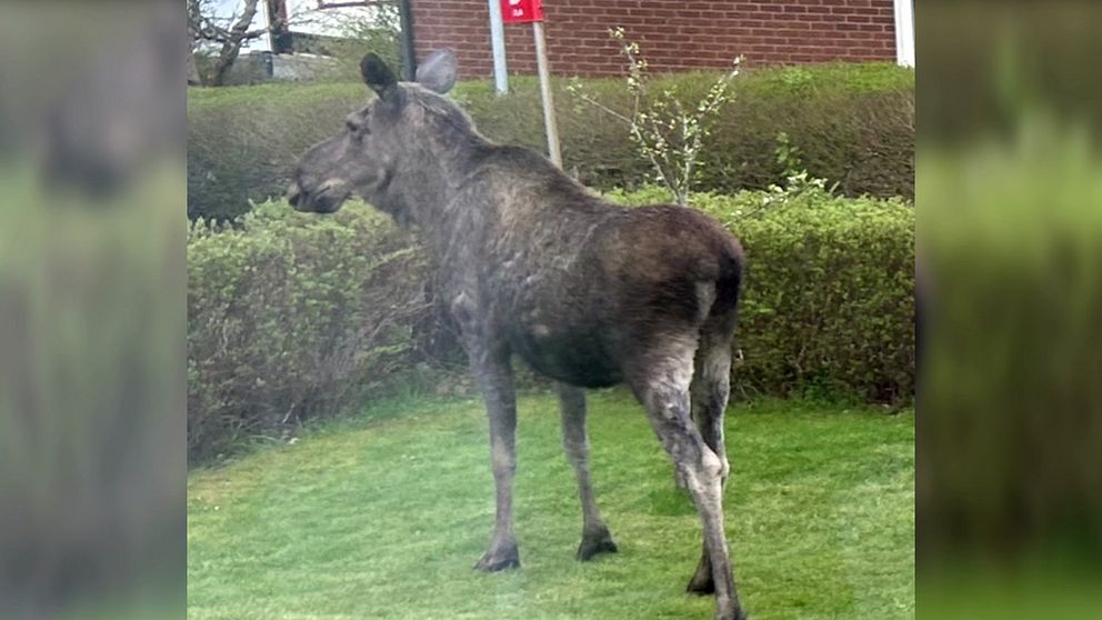 En älg står på en gräsmatta nära en buske, vänd mot vänster. I bakgrunden syns en byggnad.