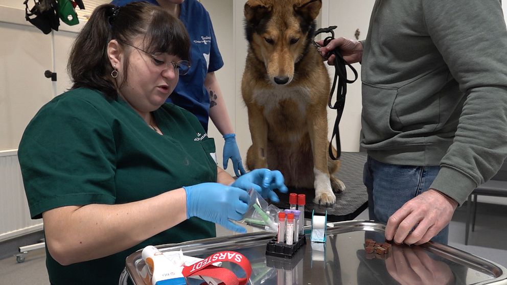 En veterinär i grön uniform förbereder ett blodprov på en hund som står på ett bord. Hunden är kopplad och observerar samtidigt medan damen hanterar provrör och medicinska instrument. En man står bredvid hunden och håller i kopplet.