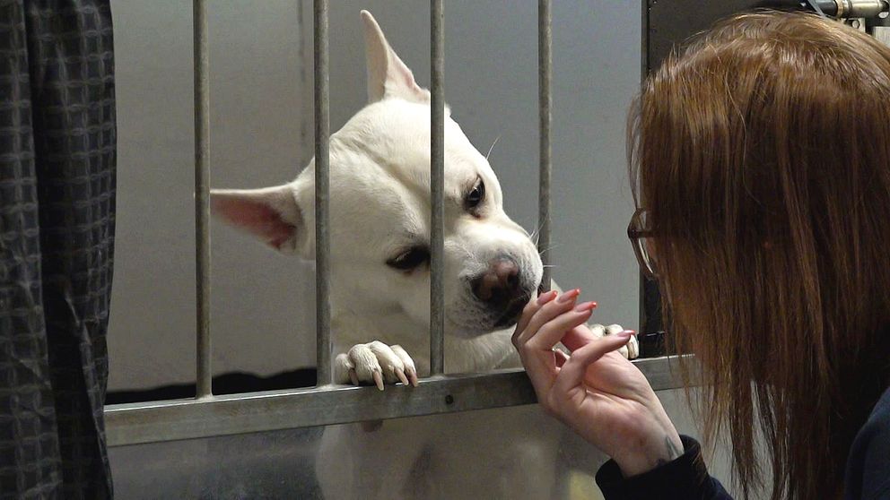 En kvinna interagerar med en vit hund genom ett burgaller. Hunden lutar sig framåt med nosen mot gallret och verkar nyfiken. Kvinnan sträcker ut sin hand för att komma närmare hunden, vilket tyder på en känsla av omtanke och samspel mellan dem.