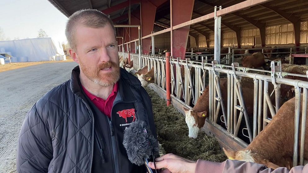 Veterinären befarar att sjukdomen blåtunga kommer att spridas snabbt.