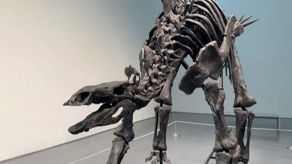 Stegosaurus