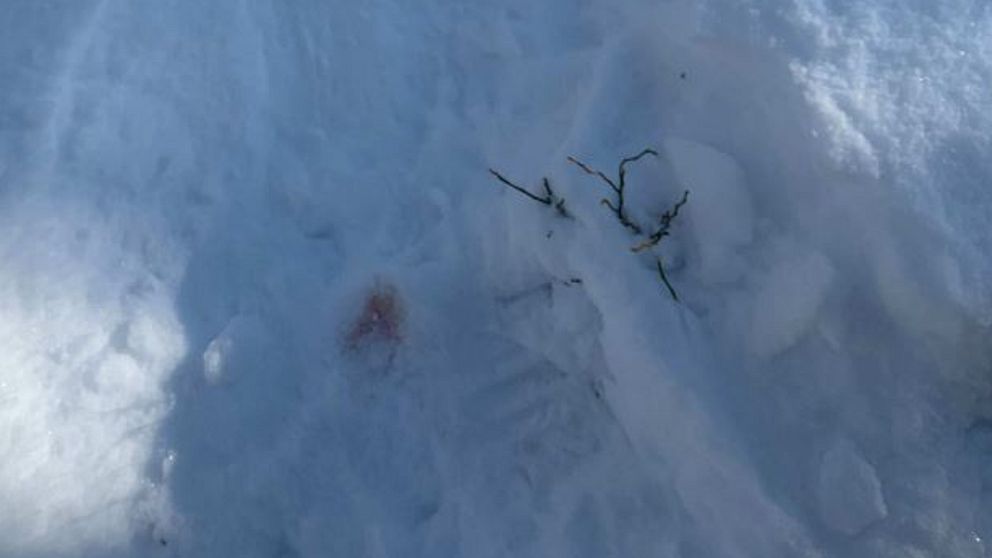 spår i snön efter lodjur