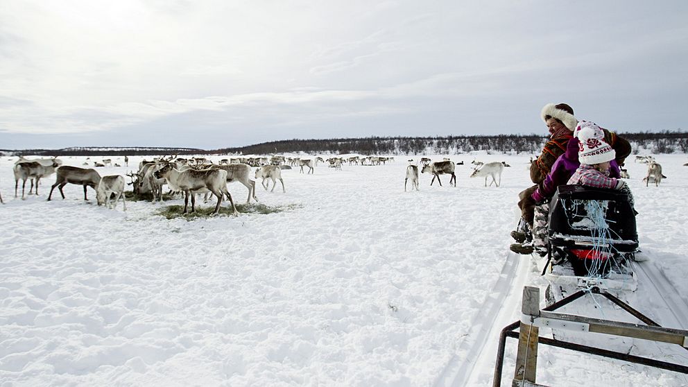 Renar och en familj på en snöskoter.