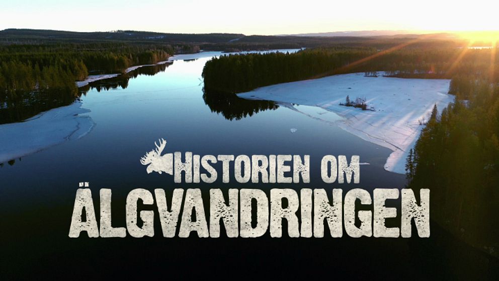 Historien om älgvandringen