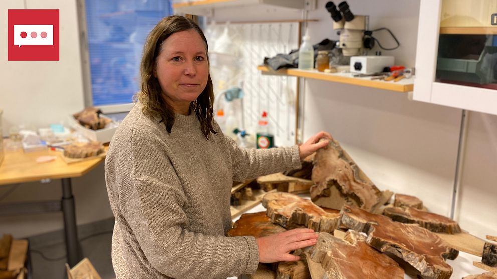 Forskaren och biologen Jennie Sandström på Mittuniversitetet i dendrolabbet med trädprover från Horten
